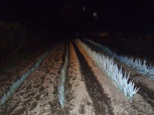 ネギ　収穫　221027